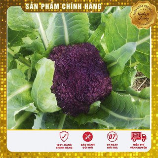 Hạt Giống Súp Lơ Mix 10 Hạt
