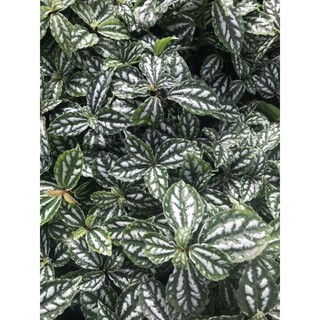 Chậu cứng lá sọc dưa hấu