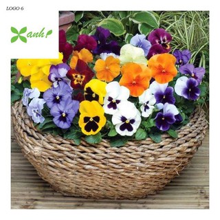 Gói 20 Hạt Giống Hoa Păng Xê Pansy Mix Màu Hạt Giống Hoa pansy đơn Mix 20 Hạt/ Gói