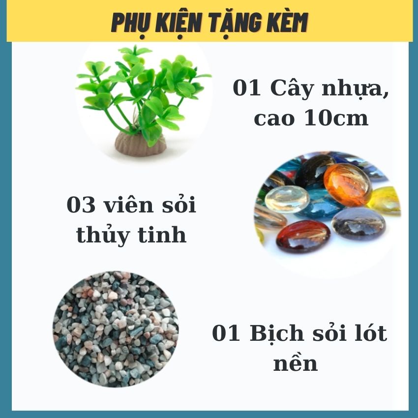 [Mã PET50 giảm 10% - tối đa 50K đơn 250K] Bể Cá Thủy Tinh Hồ Cá Mini Miệng Bèo D15 x D15 x H13- Tặng phụ kiện trang trí