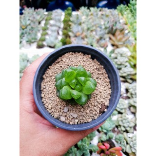 Sen đá kim cương Haworthia số 22
