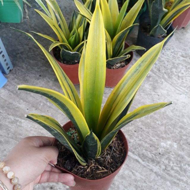 Lưỡi hổ thái