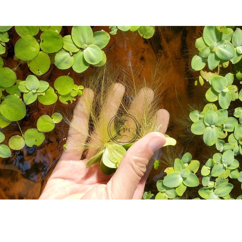 1 nhánh bèo cái lọc nước rễ dài trang trí bể thủy sinh cá cảnh