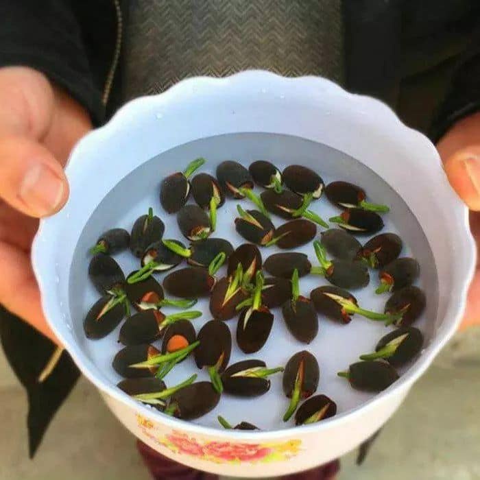 10 Hạt giống hoa sen mini Nhật nhiều màu chịu nhiệt F1