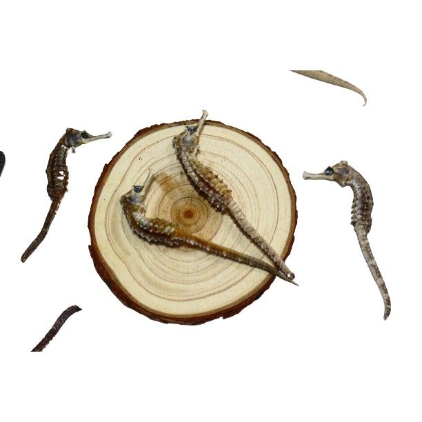 1 con Cá ngựa khô kích thước 6 - 8 cm | BigBuy360 - bigbuy360.vn