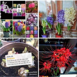 Combo 50 củ hoa bỉ ngạn đủ màu