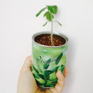 Lon hạt giống oregano/kinh giới cay (chậu + đất + phân + hạt giống)