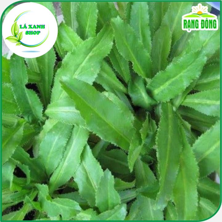 Hạt Giống Ngò Gai (Rau Thơm Mùi Tàu) Dễ Trồng, Sinh Trưởng Tốt (gói 10 gram) - Hạt giống Rạng Đông