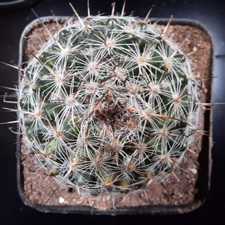 Xương rồng Bánh sinh nhật - Mammillaria hahniana ( 4.5cm- 5cm)_( Vườn xương rồng EXOTICACTUS )