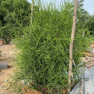 CÂY GIAO - CÂY XƯƠNG CÁ TRỊ VIÊM XOANG