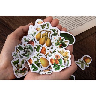 Bộ 45 Sticker Hàn Quốc hình Quả dán trang trí E20