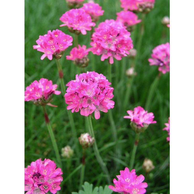 Thuốc diệt muỗi và côn trùng Permecide 50EC chai 50ml x 1 chai