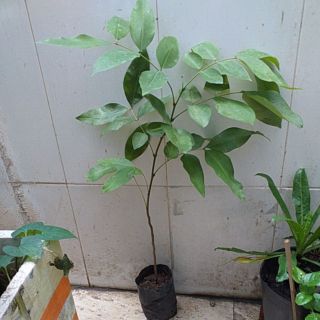 Com bo 3 Cây muồng hoàng yến (cây osaka)