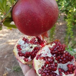Com bo nhiều loại cây giống