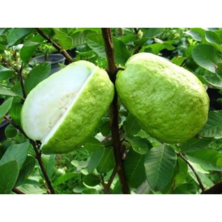 Cây giống ổi lê Đài Loan (ổi lê lai).