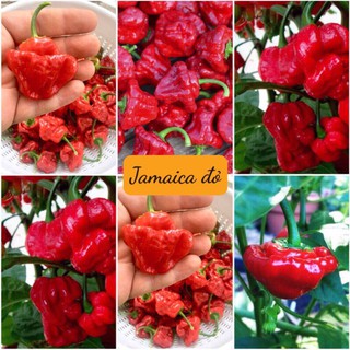 HẠT GIỐNG ỚT JAMAICA VÀNG ĐỎ