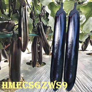 Siêu giống cà tím hạt giống bốn mùa hạt cà tím dài loại năng suất cao 20h