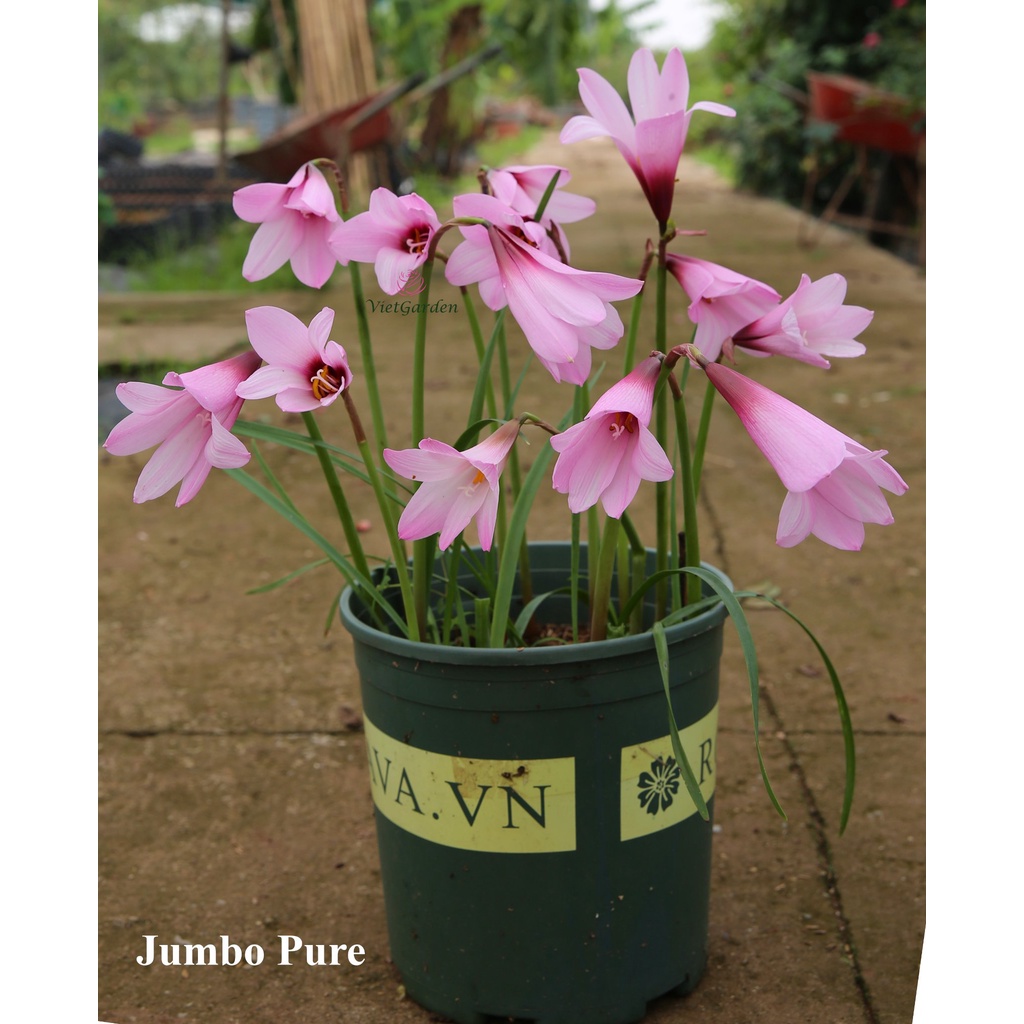 Củ huệ mưa bông khủng Jumbo purple, hoa cực to và đẹp, giá niêm yết là giá 1 củ