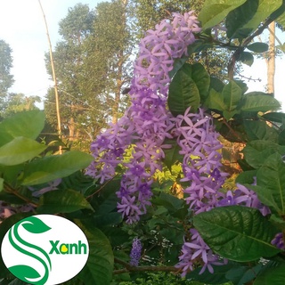 Mai Xanh Thái Lan Siêu Hoa