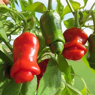 Hạt ớt CU TÍ Pepper 15H
