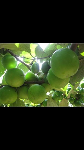 Táo Thái (nuôi chậu có sẳn hoa, quả)