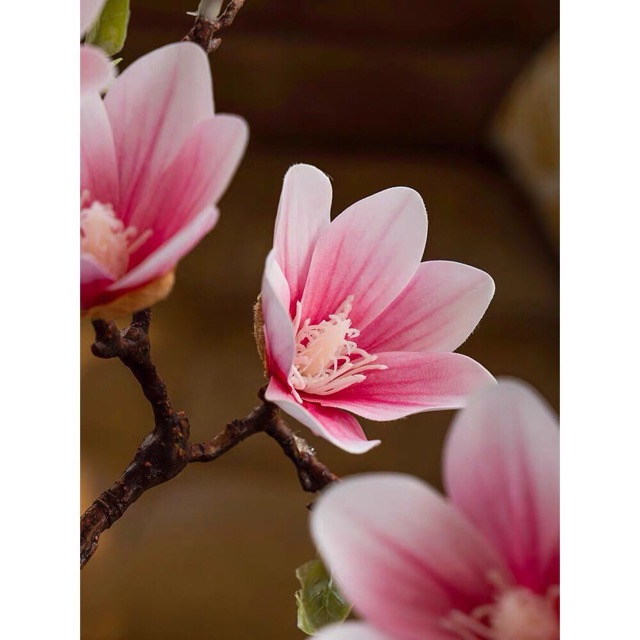Cành Mộc Lan cổ 60cm - HN