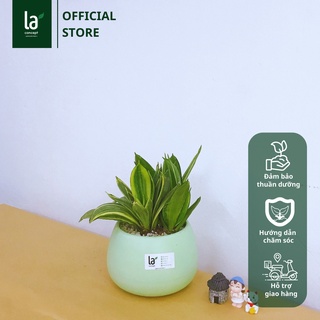 Cây Lưỡi Hổ Thái