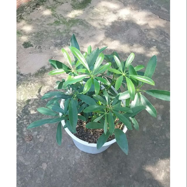 Ngũ Gia Bì