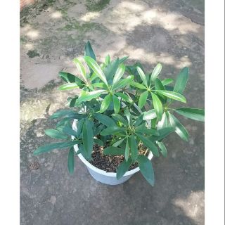 Ngũ Gia Bì