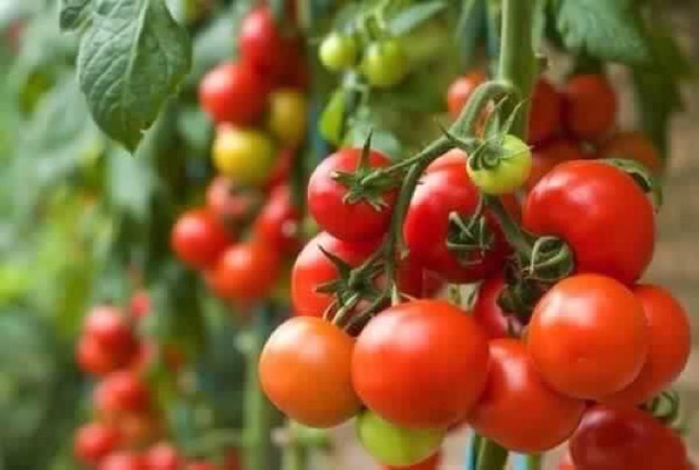 Hạt giống cà chua bi chùm đỏ thái lan