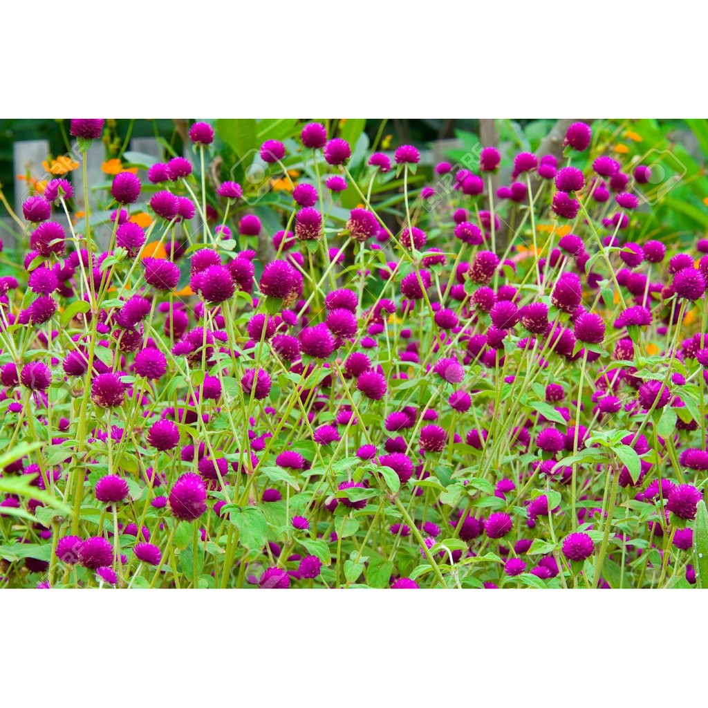 Hạt Giống Hoa Cúc Bách Nhật  - MUA 3 TẶNG 1 CÙNG LOẠI