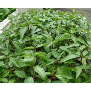 20g-Hạt giống Rau Đay Đỏ ( Mua 3 tặng 1)
