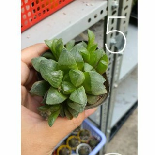 sen đá kim cương haworthia MS-5