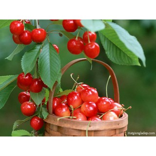 Hạt Giống Cây Anh Đào ( Cherry )