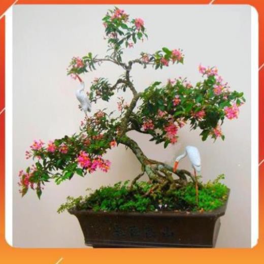 [BÁN CHẠY] bầu cây giống Hồng ngọc mai bonsai , cây giống gửi đi nguyên bầu