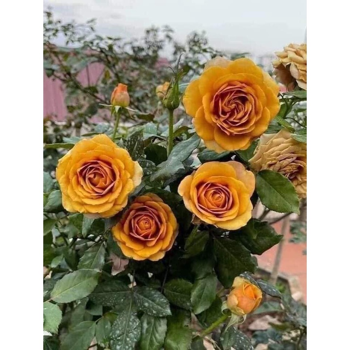 Cây Tree Thân Gỗ Pine Dream rose màu vàng sang chảnh siêu đẹp-HoaNgoaiMeLinh