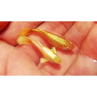 Combo 5 cặp đèn 7 màu guppy full gold + tặng kèm thùng xốp 30x20x15