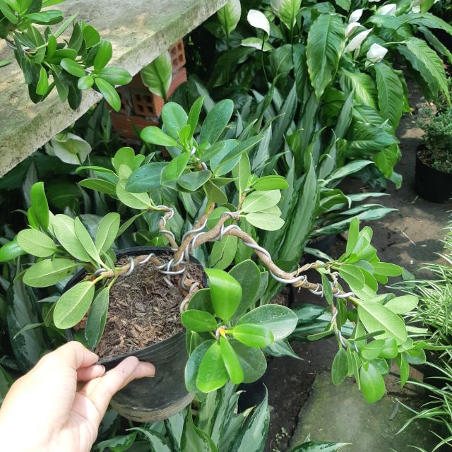 Cây si nhật bonsai mini