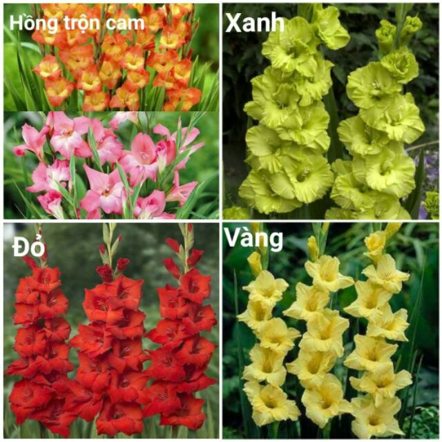 Củ hoa lay ơn trồng Tết size to