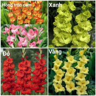Củ hoa lay ơn trồng Tết size to