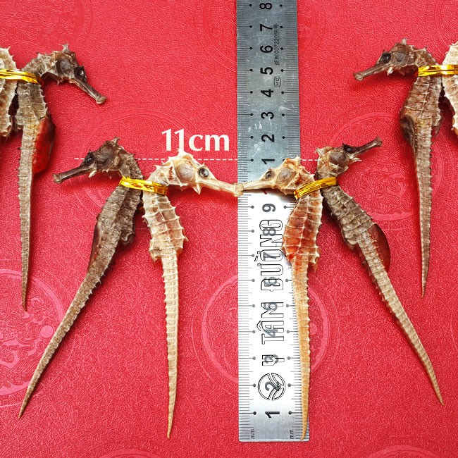 Cá ngựa khô 1cặp dài 11cm