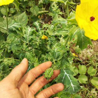 Cây giống cà dại hoa vàng