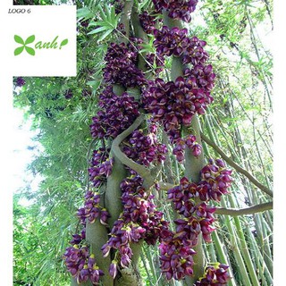 Hoa leo Huyết long 10 hạt