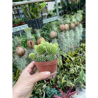 Xr tai thỏ vàng bụi