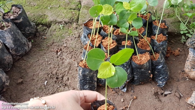 Hạt giống a-ti-sô hay còn gọi ác-ti-sô (cây thảo dược)