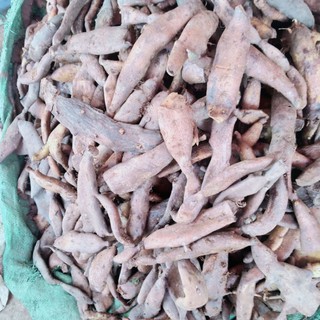 Củ tắc kè đá