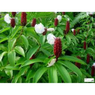 củ cát lồi phơi khô 1kg