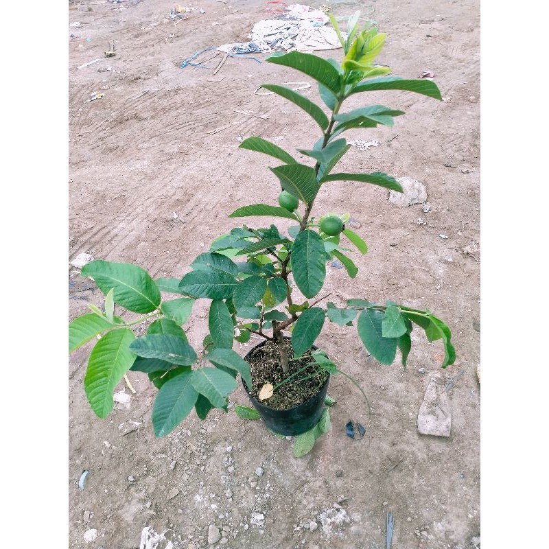 ỔI LÙN TRỒNG CHẬU