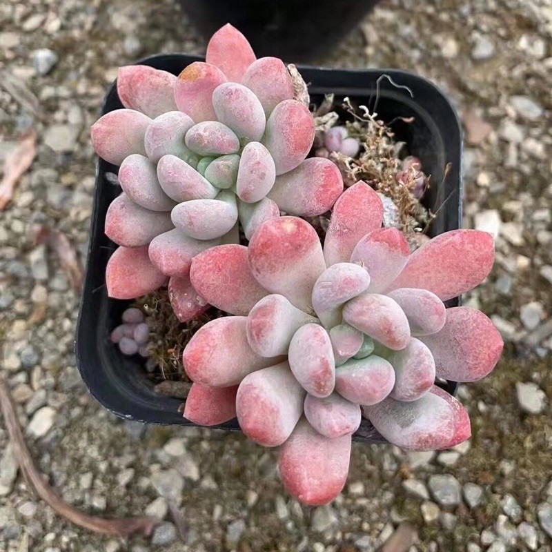 SEN ĐÁ HỒNG (Phấn Mịn)