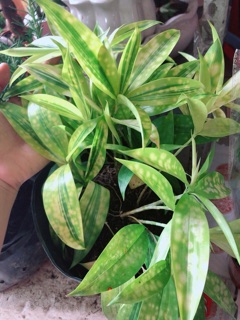 Cây Trúc Trinh Nữ (Trúc Nhật)
